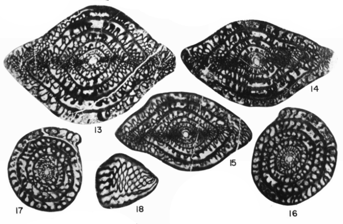 Cuniculinella tumida Skinner & Wilde, 1965 Cuniculinella tumida Skinner & Wilde, 1965