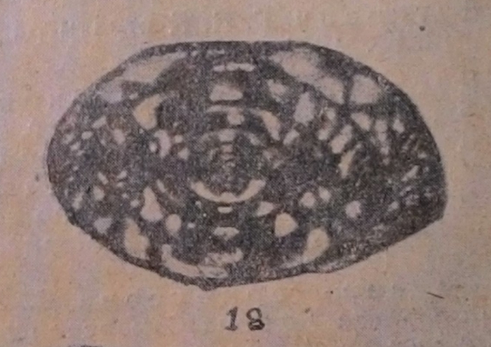 Fusulina dutkevichi Putrya, 1938 Fusulina dutkevichi Putrya, 1938