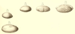 Hemifusulina bocki Möller, 1878