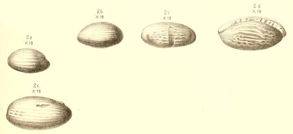 Hemifusulina bocki Möller, 1878 Hemifusulina bocki Möller, 1878