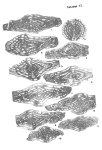 Fusulinella usvae Dutkevich, 1932