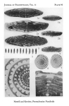 Wedekindellina ultimata Newell & Keroher, 1937