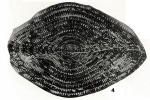 Neoschwagerina (Yabeina) inouyei Deprat, 1914