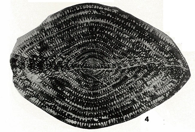 Neoschwagerina (Yabeina) inouyei Deprat, 1914 Neoschwagerina (Yabeina) inouyei Deprat, 1914
