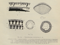 Neoschwagerina (Sumatrina) multiseptata Deprat, 1912, author: Le Coze, François