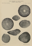 Neoschwagerina (Sumatrina) multiseptata Deprat, 1912, author: Le Coze, François
