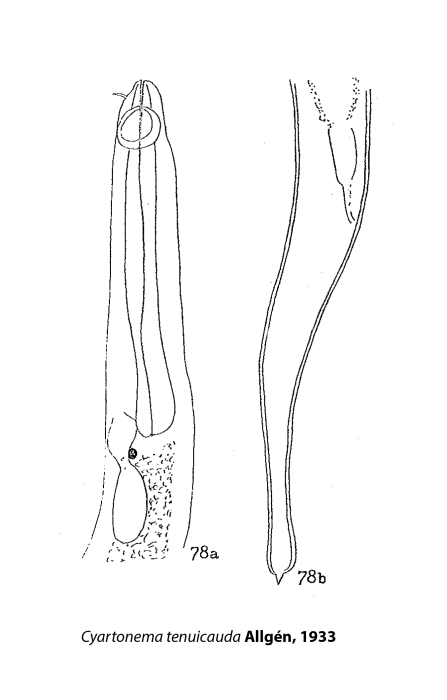 Cyartonema tenuicauda (Allgén, 1933) Juario, 1972