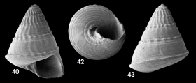 Asthelys hyeresensis Hoffman, Gofas & Freiwald, 2020, holotype (40, 42; H 3.8 mm) and paratype (43; H 3.7 mm) from Hyes Seamount, Seamount 2 DW200, 1060 m., author: Hoffmann, Leon