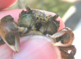 Brush-clawed shore crab - Hemigrapsus takanoi, author: JP Vanderperren