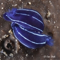 Felimare orsinii, author: Fabio Vitale