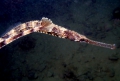 Syngnathiformes