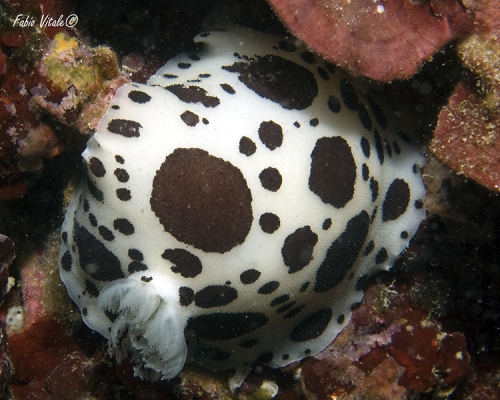 Peltodoris atromaculata Peltodoris atromaculata