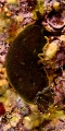 Heterobranchia