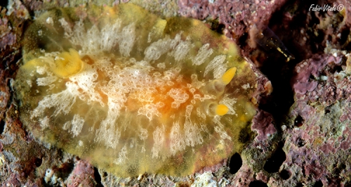 Doriopsilla rarispinosa Doriopsilla rarispinosa