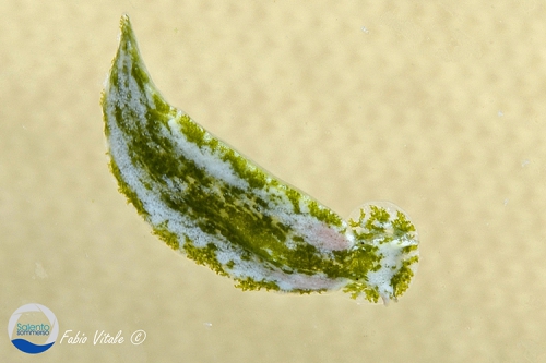 Bosellia mimetica Bosellia mimetica