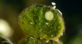 Sacoglossa