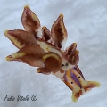 Sacoglossa
