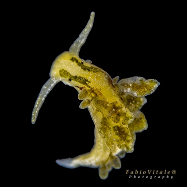 Placida dendritica Placida dendritica