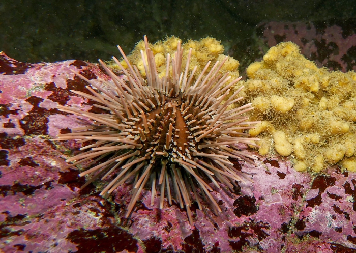 Arbacia spatuligera Arbacia spatuligera