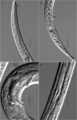 Leptolaimus boucheri Geng & Hao & Huang, 2022, author: Bezerra, Tia Nara