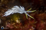 Nudibranchia