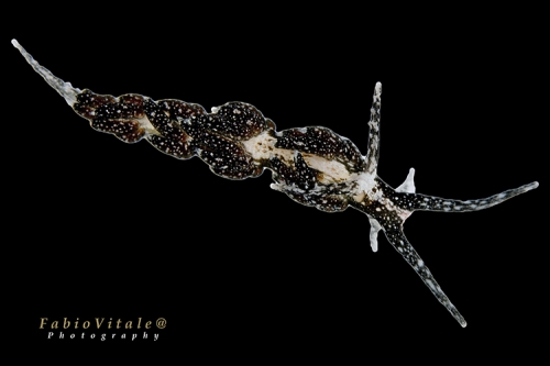 Facelina fusca Facelina fusca