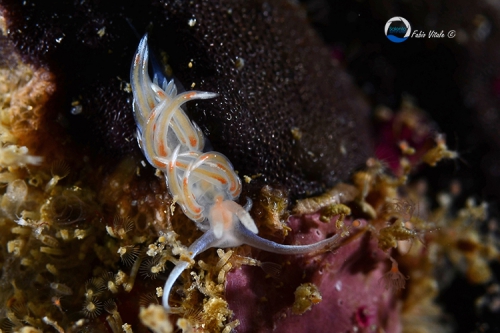 Facelina vicina Facelina vicina