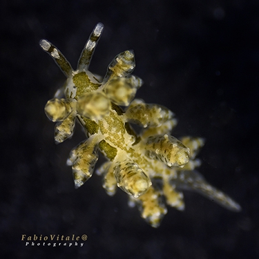 Eubranchus exiguus Eubranchus exiguus