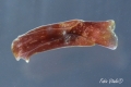 Gastropoda
