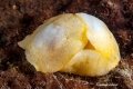 Cephalaspidea