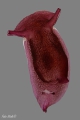 Pleurobranchida