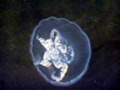 Neteldieren