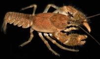 Cambarus polypilosus, author: Loughman & Williams, 2018