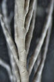 Neometra sappho AH Clark, 1947 Holotype Copenhagen CRI-39, author: Messing, Charles