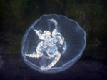 Scyphozoa (jelly fish)
