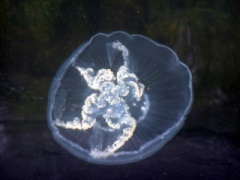 SWG soorten