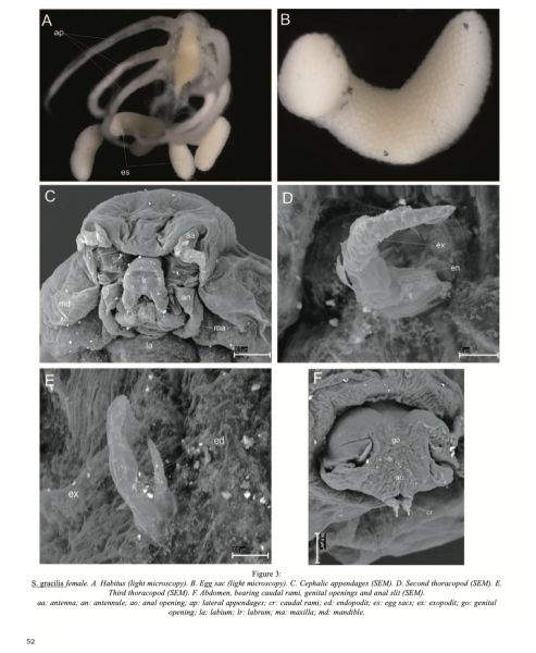Splanchnotrophus gracilis Splanchnotrophus gracilis
