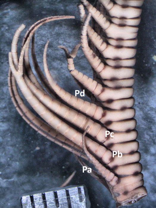 Heterometra sarae AH Clark 1941, Holotype Copenhagen CRI-40 