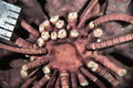 Crinoidea (sea lilies and feather stars)