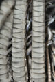 Crinoidea (sea lilies and feather stars)