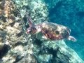 Caretta caretta