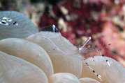 Ancylomenes longicarpus (Bruce & Svoboda, 1983), author: Fransen, Charles