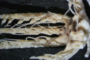 Thaumatocrinus jungerseni AH CLark 1915, SYN COPEN CRI-22, author: Messing, Charles