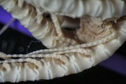 Thaumatocrinus jungerseni AH CLark 1915, SYN COPEN CRI-22, author: Messing, Charles