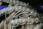 Crinoidea (sea lilies and feather stars)