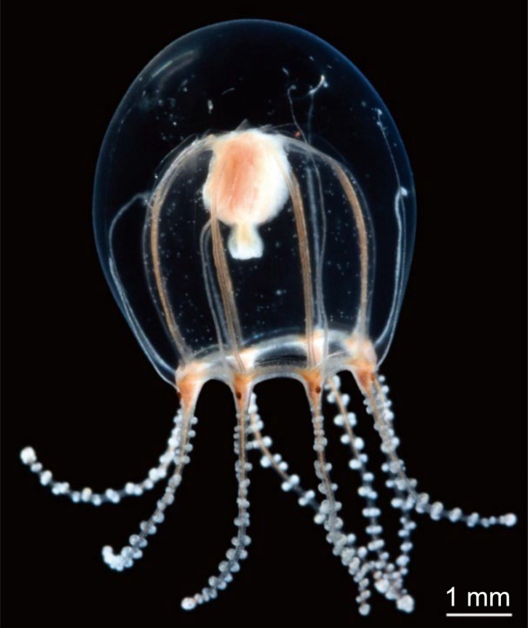 Octorhopalona saltatrix, from Toshino, Yamamoto & Saito (2022) Octorhopalona saltatrix, from Toshino, Yamamoto & Saito (2022)