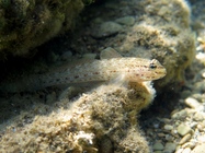 Gobius bucchichi