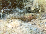 Millerigobius macrocephalus, author: Pillon, Roberto