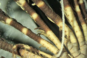 Antedon bimaculata Carpenter, 1881 Holotype Leiden 1782, author: Messing, Charles