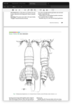 Robertgurneya donghaensis s